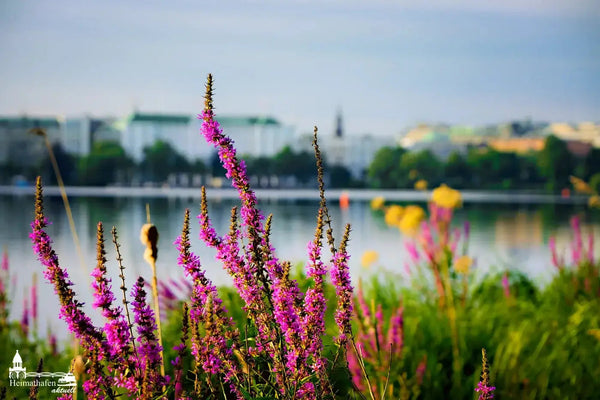 Hamburg Alster Bilder - Aussenalster Spätsommer