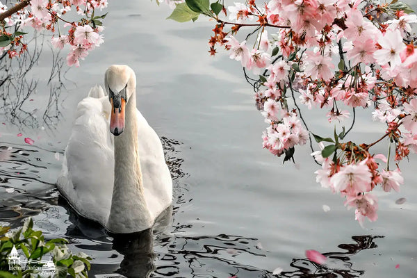 Schwan auf der Alster unter Kirschblüten
