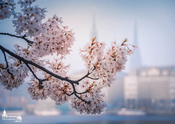 Zarte Kirschblütenzweige an der Binnenalster im Frühling