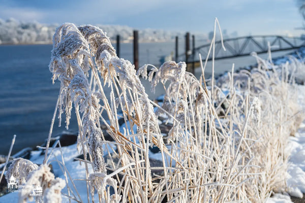 Vereistes Schilf am Bubendeyufer mit Blick auf die winterliche Elbe in Hamburg.