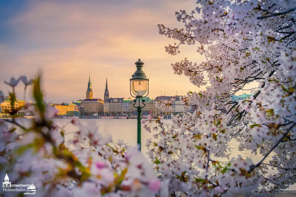 Hamburgbilder-ALS-00136-Kirschbluete an der Binnenalster in Hamburg